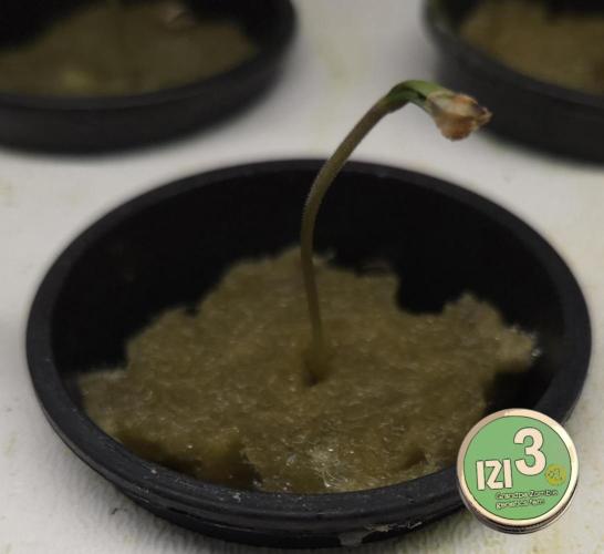 Grandpa Zombie 🧟‍♂️. Week 0