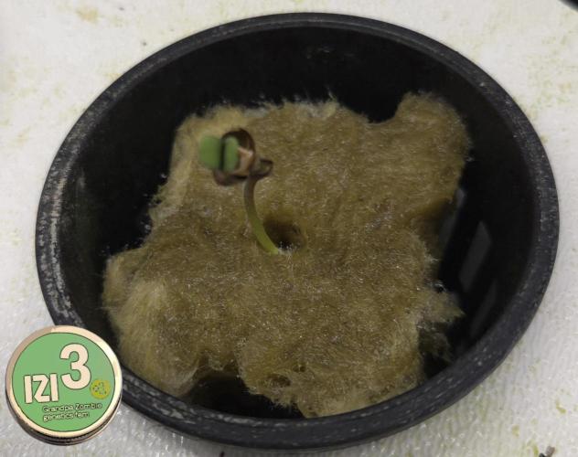 Grandpa Zombie 🧟‍♂️. Week 0