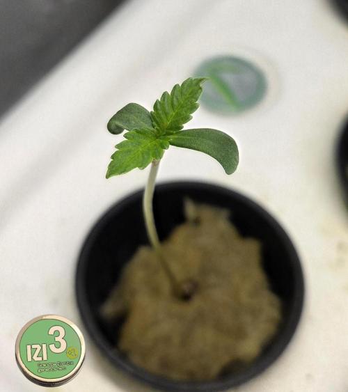 Grandpa Zombie 🧟‍♂️. Week 0