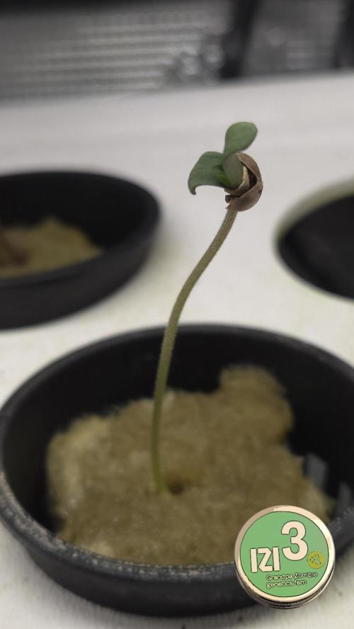 Grandpa Zombie 🧟‍♂️. Week 0