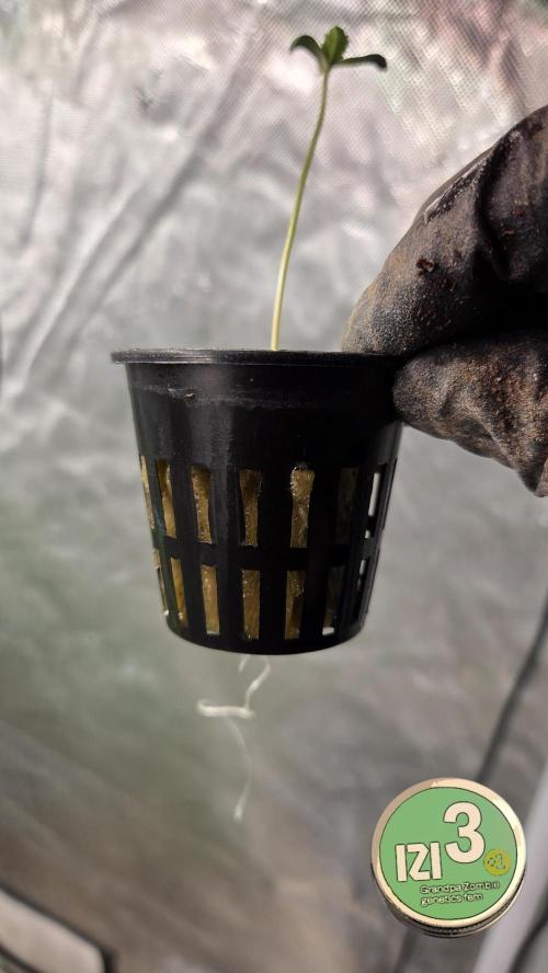 Grandpa Zombie 🧟‍♂️. Week 0