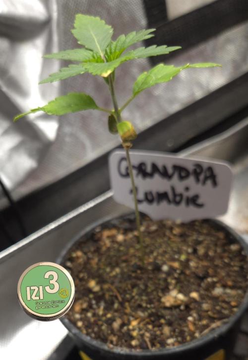 Grandpa Zombie 🧟‍♂️. Week 1