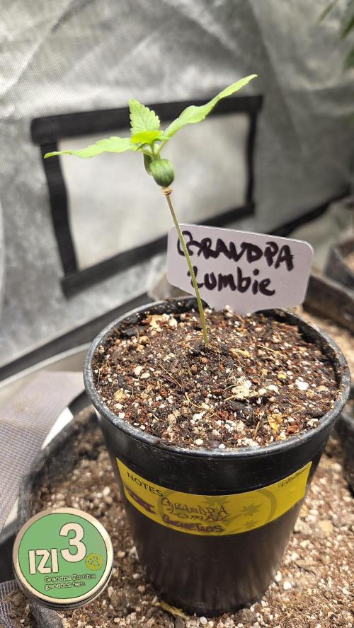 Grandpa Zombie 🧟‍♂️. Week 1