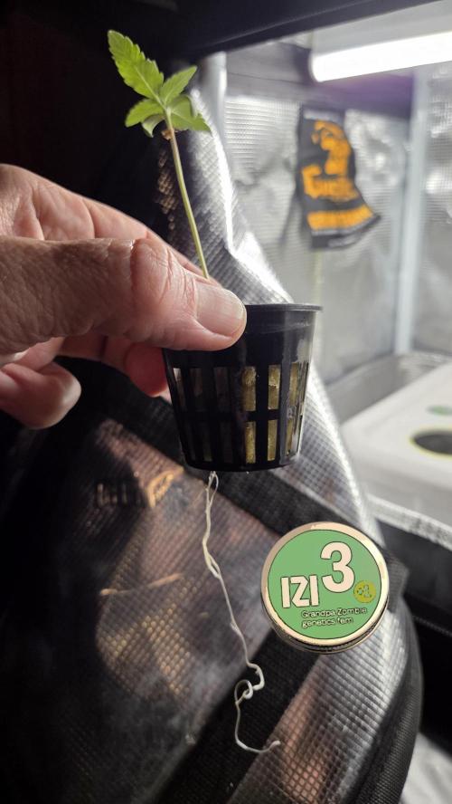 Grandpa Zombie 🧟‍♂️. Week 1