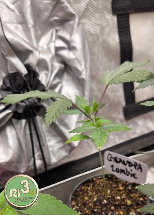 Grandpa Zombie 🧟‍♂️. Week 2