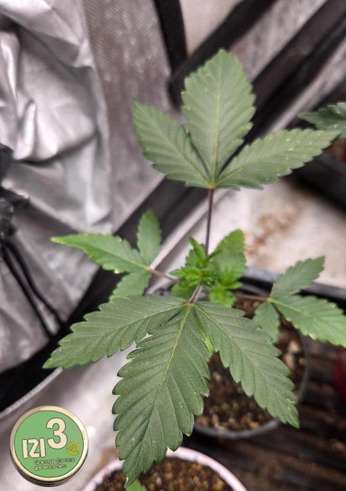 Grandpa Zombie 🧟‍♂️. Week 2