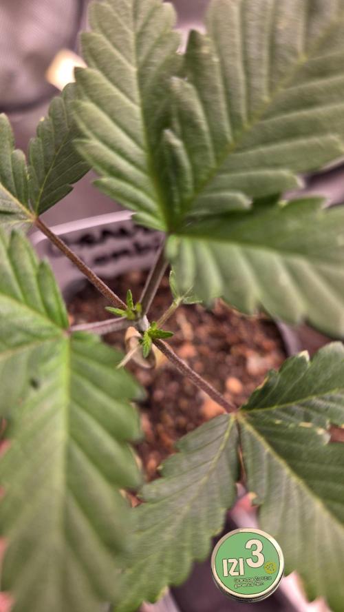 Grandpa Zombie 🧟‍♂️. Week 2