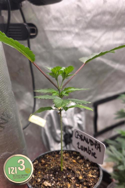 Grandpa Zombie 🧟‍♂️. Week 3