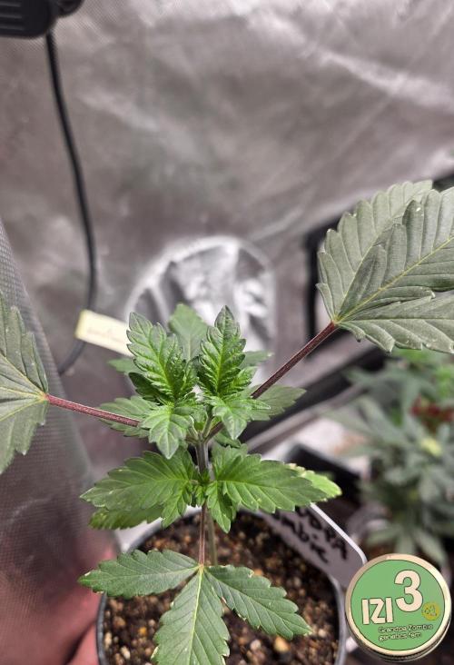 Grandpa Zombie 🧟‍♂️. Week 3