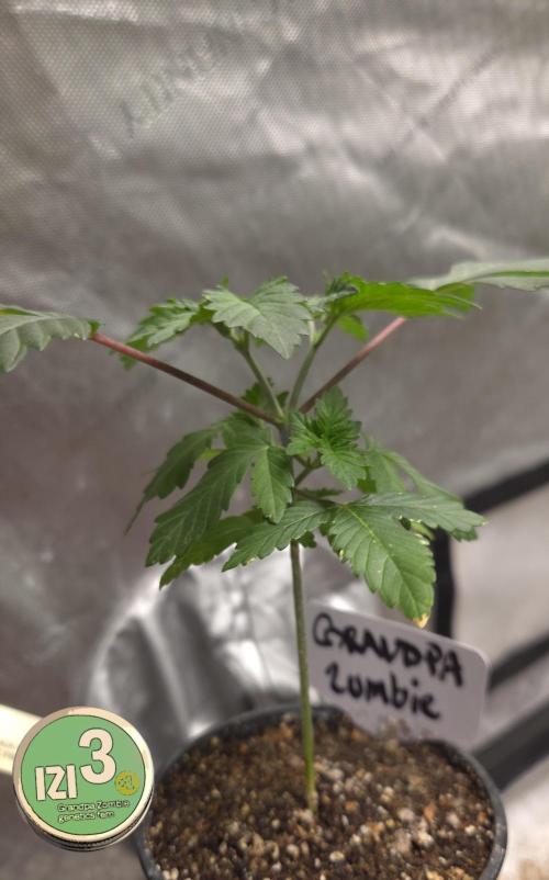 Grandpa Zombie 🧟‍♂️. Week 3