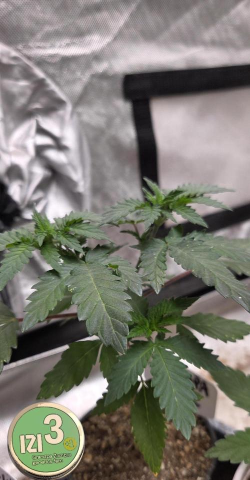 Grandpa Zombie 🧟‍♂️. Week 3