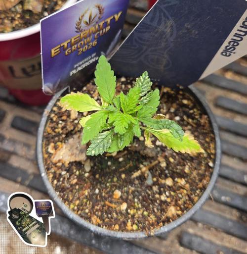 STICKY BROCCOLI 🥦 PLAGRON. Week 2