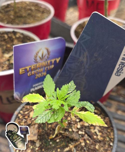 STICKY BROCCOLI 🥦 PLAGRON. Week 2