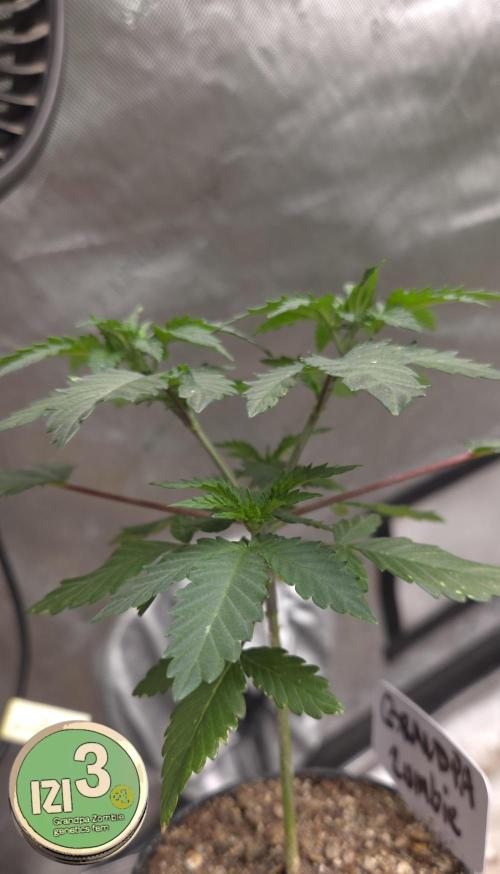 Grandpa Zombie 🧟‍♂️. Week 4