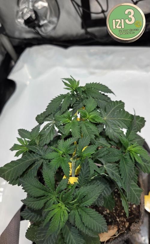 Grandpa Zombie 🧟‍♂️. Week 4