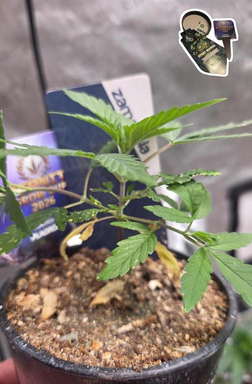 STICKY BROCCOLI 🥦 PLAGRON. Week 3