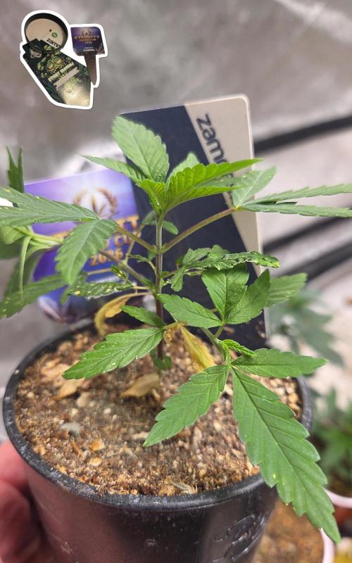 STICKY BROCCOLI 🥦 PLAGRON. Week 3