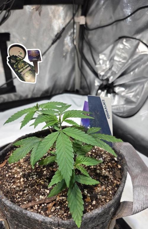 STICKY BROCCOLI 🥦 PLAGRON. Week 4