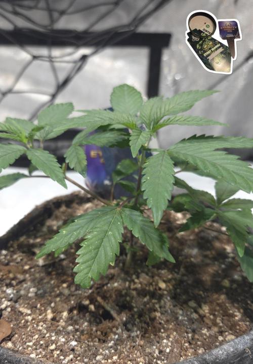 STICKY BROCCOLI 🥦 PLAGRON. Week 4