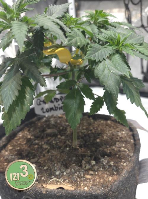 Grandpa Zombie 🧟‍♂️. Week 5
