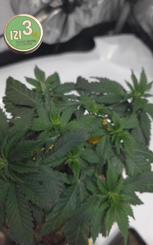 Grandpa Zombie 🧟‍♂️. Week 5