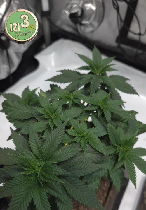 Grandpa Zombie 🧟‍♂️. Week 5