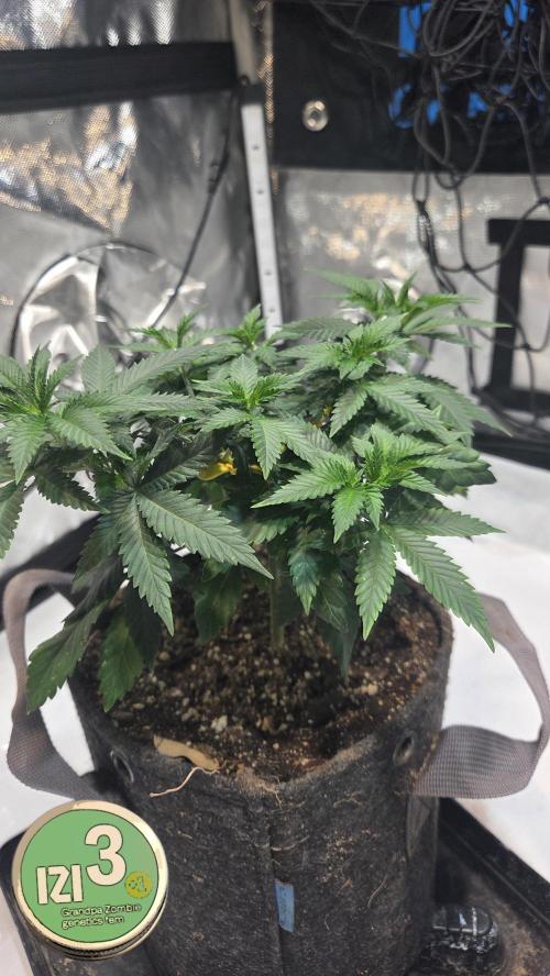 Grandpa Zombie 🧟‍♂️. Week 5