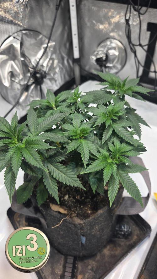 Grandpa Zombie 🧟‍♂️. Week 5