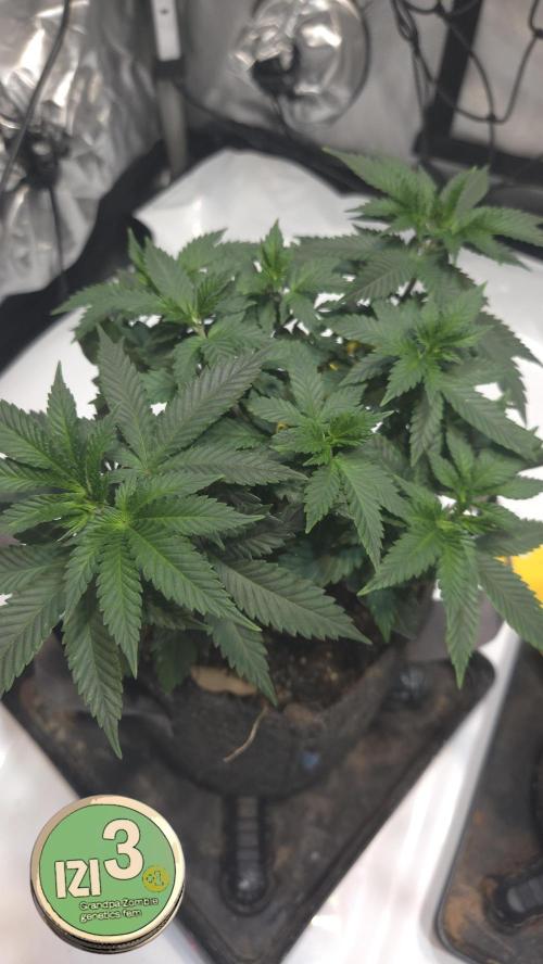 Grandpa Zombie 🧟‍♂️. Week 5