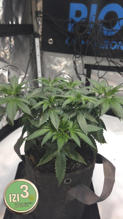 Grandpa Zombie 🧟‍♂️. Week 5