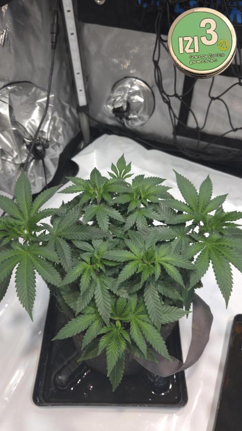 Grandpa Zombie 🧟‍♂️. Week 5