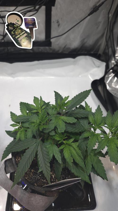 STICKY BROCCOLI 🥦 PLAGRON. Week 5