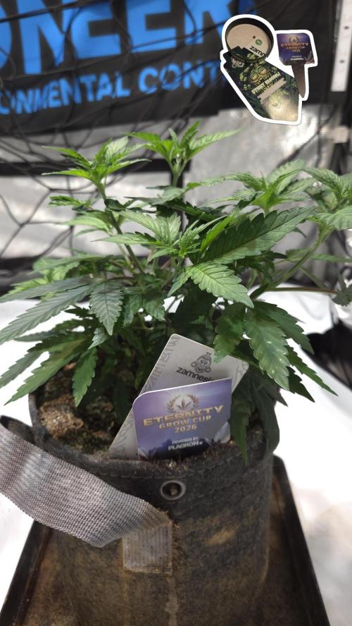 STICKY BROCCOLI 🥦 PLAGRON. Week 5
