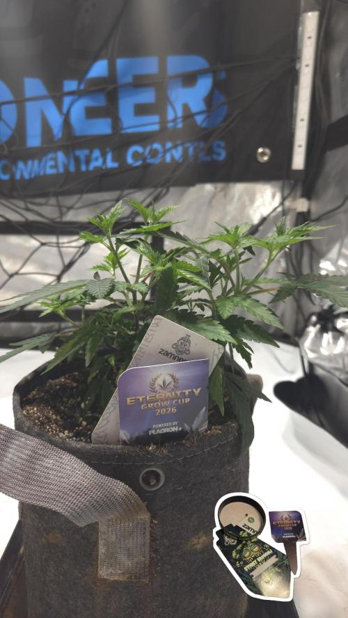 STICKY BROCCOLI 🥦 PLAGRON. Week 5