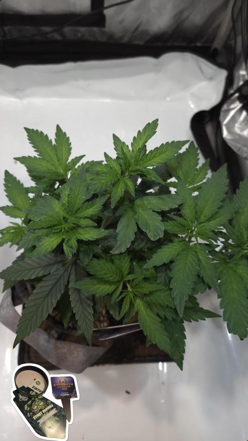 STICKY BROCCOLI 🥦 PLAGRON. Week 5