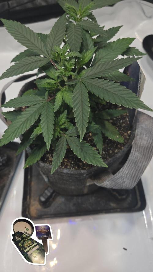 STICKY BROCCOLI 🥦 PLAGRON. Week 5