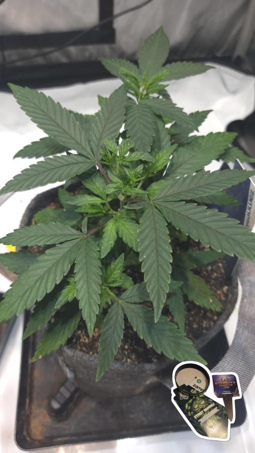 STICKY BROCCOLI 🥦 PLAGRON. Week 5