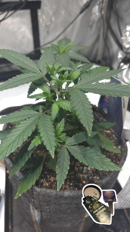 STICKY BROCCOLI 🥦 PLAGRON. Week 5