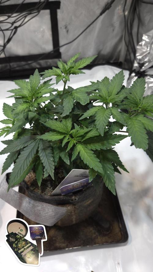 STICKY BROCCOLI 🥦 PLAGRON. Week 6