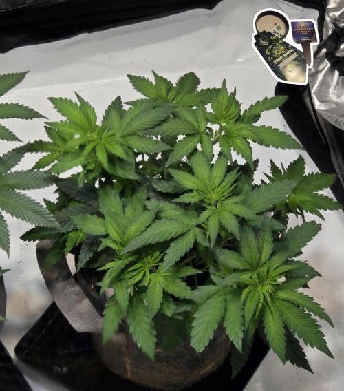 STICKY BROCCOLI 🥦 PLAGRON. Week 6
