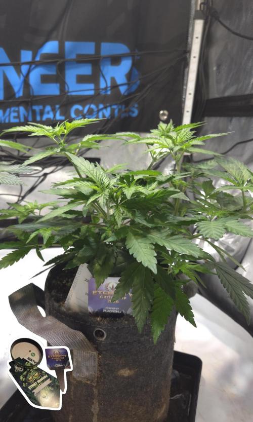 STICKY BROCCOLI 🥦 PLAGRON. Week 6