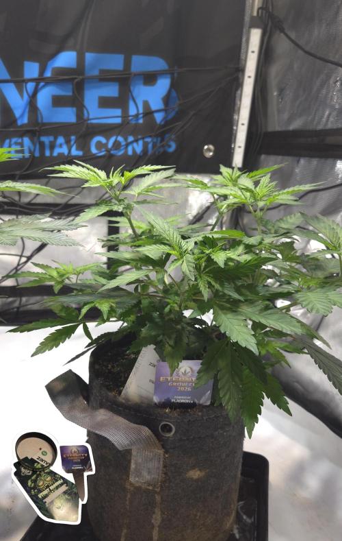 STICKY BROCCOLI 🥦 PLAGRON. Week 6