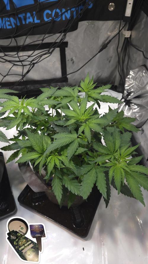 STICKY BROCCOLI 🥦 PLAGRON. Week 6