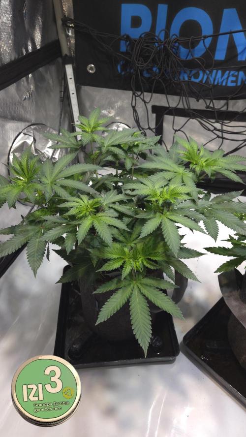 Grandpa Zombie 🧟‍♂️. Week 6