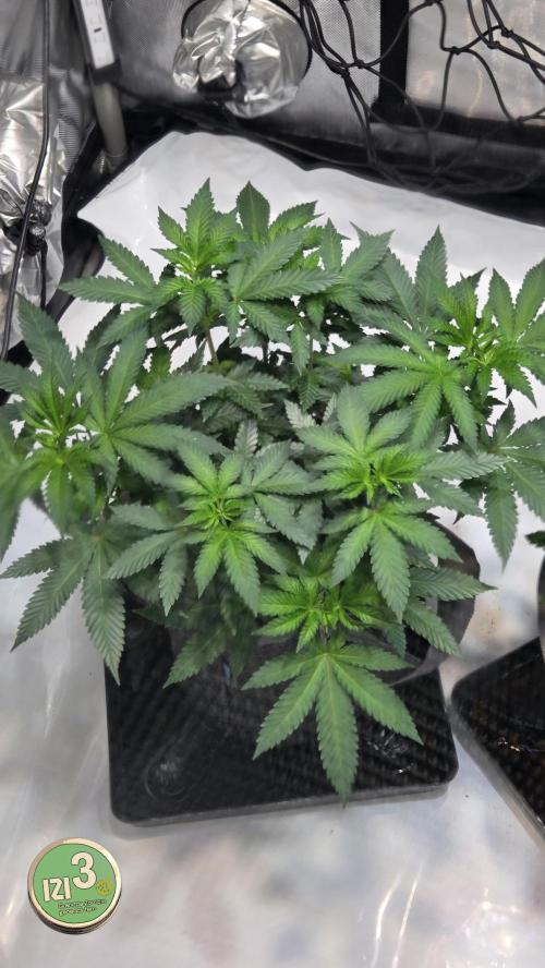 Grandpa Zombie 🧟‍♂️. Week 6