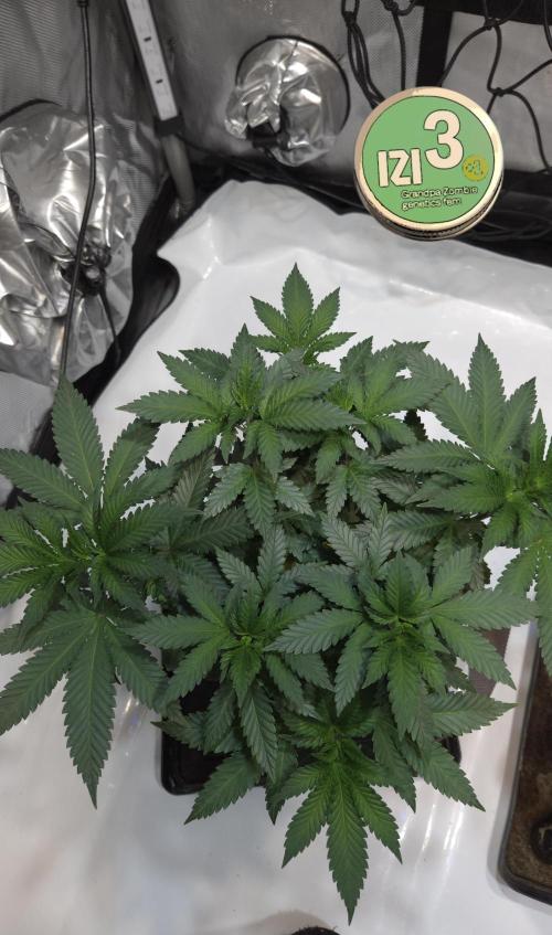 Grandpa Zombie 🧟‍♂️. Week 6