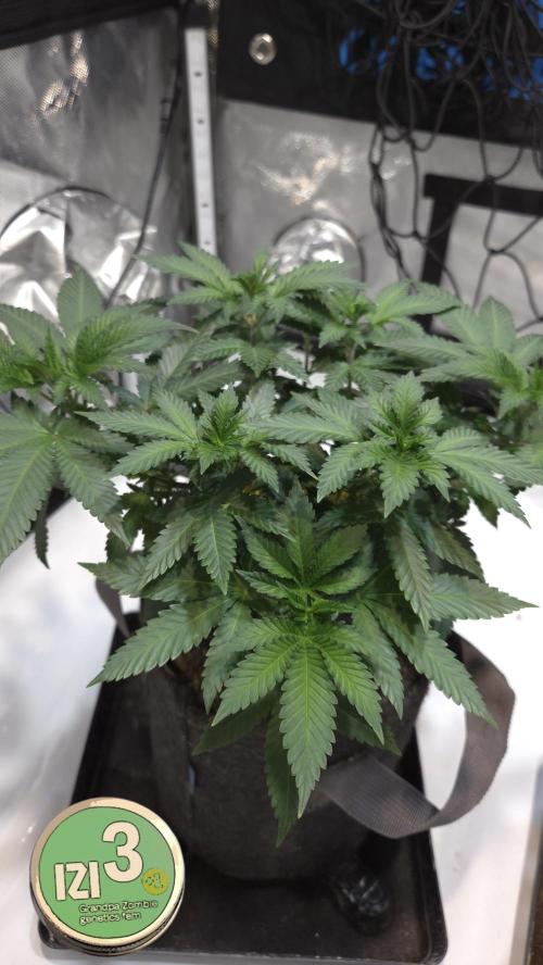 Grandpa Zombie 🧟‍♂️. Week 6