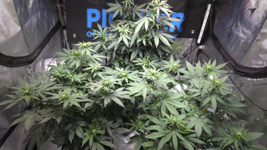 Grandpa Zombie 🧟‍♂️. Week 7