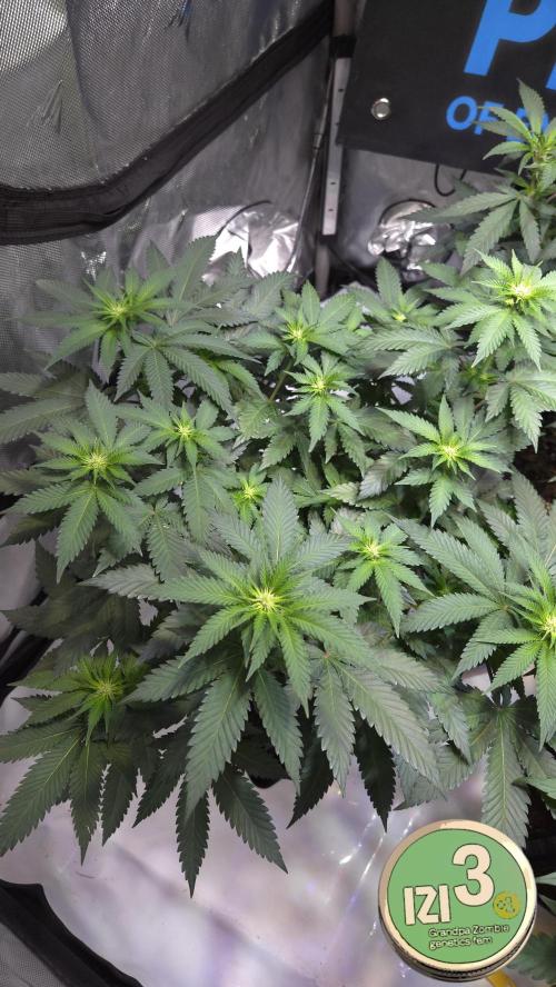 Grandpa Zombie 🧟‍♂️. Week 7