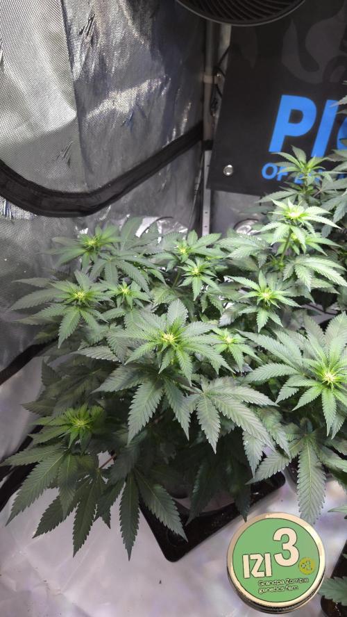 Grandpa Zombie 🧟‍♂️. Week 7